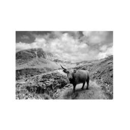 Photo Of A Highland Cow, Animal Photography Art Print, Wilderness Art, Black & White Photography, Mountain Print - thumbnail 1