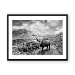 Photo Of A Highland Cow, Animal Photography Art Print, Wilderness Art, Black & White Photography, Mountain Print - thumbnail 2