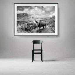 Photo Of A Highland Cow, Animal Photography Art Print, Wilderness Art, Black & White Photography, Mountain Print - thumbnail 3