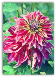 Cross Color Dahlia - Print Or Download Art Photo