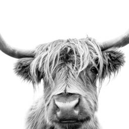 Highland Cow Scottish Black & White Wall Art, Print Home Decor Poster, Modern, Animal Photography, Kitchen Print, Hallway - thumbnail 2