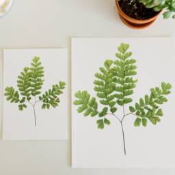 Maidenhair Fern - Print Reproduction Artwork Of Pressed Plants 100% Cotton Rag Paper Botanical Artwork, Greenery - thumbnail 3