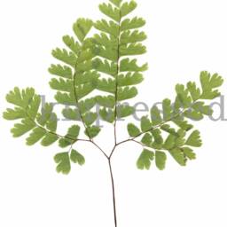 Maidenhair Fern - Print Reproduction Artwork Of Pressed Plants 100% Cotton Rag Paper Botanical Artwork, Greenery - thumbnail 2