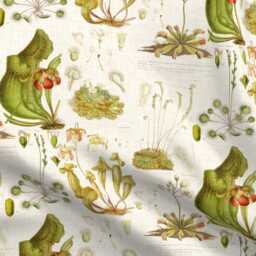 Botanical Sheets - Carnivorous Plant Illustration By Thecalvarium Vintage Style Sundew Cotton Sateen Sheet Set Bedding Spoonflower - thumbnail 4
