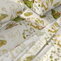 Botanical Sheets - Carnivorous Plant Illustration By Thecalvarium Vintage Style Sundew Cotton Sateen Sheet Set Bedding Spoonflower - thumbnail 2