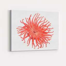 Coral Pink Sea Anemone Underwater Marine Illustration Canvas Wall Art Print Decor Picture Ready To Hang - thumbnail 4