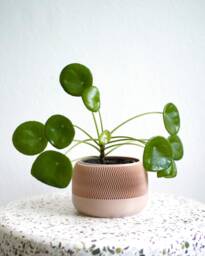 3D Printed Planter Minimalist Wave Design, Indoor Plant Pot Jadzia - thumbnail 1