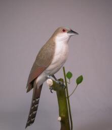 Black-Billed Cuckoo Hand Carved Wooden Bird - thumbnail 2