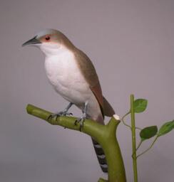 Black-Billed Cuckoo Hand Carved Wooden Bird - thumbnail 3