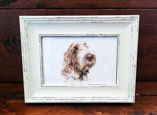 Spinone Italiano Print 17x12cm - White Rustic Frame - Italian Dog Wall Art, Scruffy Breed Decor, Gift For Owners - image 1