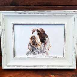 Spinone Italiano Print 17x12cm - White Rustic Frame - Italian Dog Wall Art, Scruffy Breed Decor, Gift For Owners - thumbnail 2