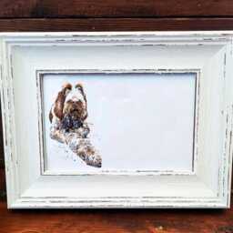 Spinone Italiano Print 17x12cm - White Rustic Frame - Italian Dog Wall Art, Scruffy Breed Decor, Gift For Owners - thumbnail 3