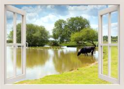 Cow Wall Decal, Standing in Water At A Lake Animals 3D Window View Frame Living Room Home Decor