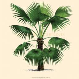 Set Of Four Palm Tree Prints, Tropical Botanical Wall Art - thumbnail 3