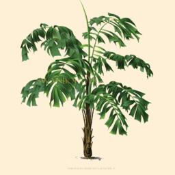 Set Of Four Palm Tree Prints, Tropical Botanical Wall Art - thumbnail 4