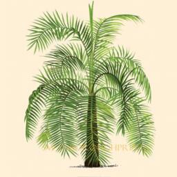 Set Of Four Palm Tree Prints, Tropical Botanical Wall Art - thumbnail 2