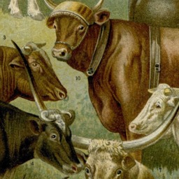 Cattle, Cow, Steer, Farm Animal, Farmer, Wall Hanging, Antique, Vintage, Nature, Country Lover, Gift For Him - thumbnail 2
