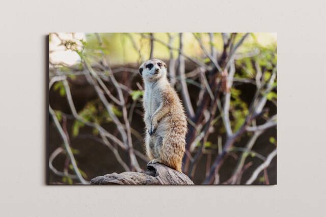 Meerkat Photo Print, San Diego Zoo, Wildlife Wall Art - image 1