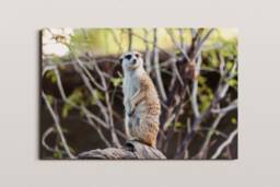 Meerkat Photo Print, San Diego Zoo, Wildlife Wall Art - thumbnail 1