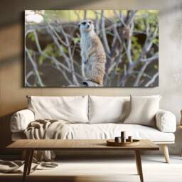 Meerkat Photo Print, San Diego Zoo, Wildlife Wall Art - thumbnail 2