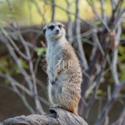 Meerkat Photo Print, San Diego Zoo, Wildlife Wall Art - thumbnail 3