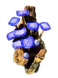 Wall-Hanging Cluster Of Ten Indigo Mushrooms On Teak Root Base