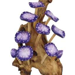 Wall-Hanging Cluster Of Ten Indigo Mushrooms On Teak Root Base - thumbnail 4