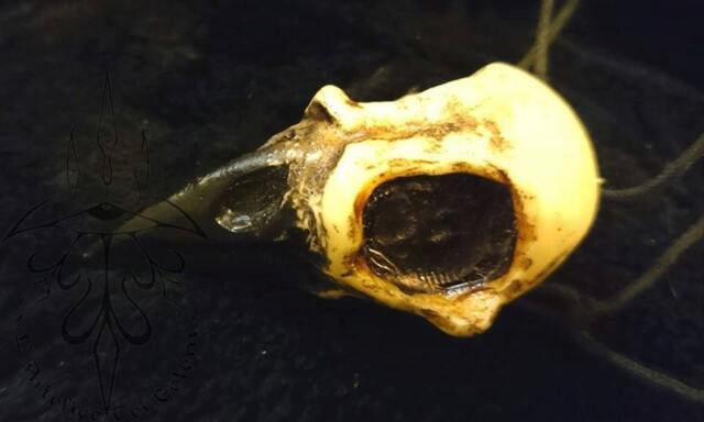 Small Crow Skull - Mm 65x35, Thickness Mm 25 - image 1
