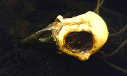 Small Crow Skull - Mm 65x35, Thickness Mm 25 - thumbnail 1