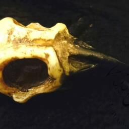 Small Crow Skull - Mm 65x35, Thickness Mm 25 - thumbnail 2