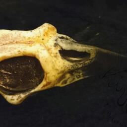 Small Crow Skull - Mm 65x35, Thickness Mm 25 - thumbnail 3