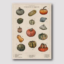 Pumpkin & Squash Artwork - Vintage Artwork Winter Squash Hand-Drawn Botanical Print Kitchen Art Print Food Illustration - thumbnail 2