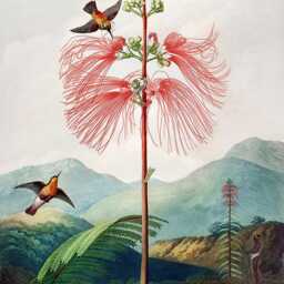Victorian Floral With Birds Botanical Illustration Custom Made Printed - Vnt79Window Roller Blind Regular Or Blackout Shade, Cord(Less - thumbnail 2