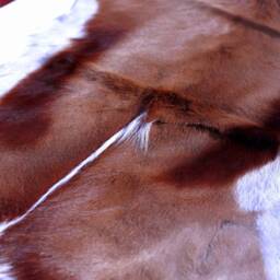 Springbok/Small Antelope Skin Rug. Full Authentic Hide. Leather Throws African Interior Decor Shipping Worldwide With Import Certificates - thumbnail 3