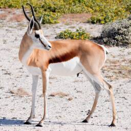 Springbok/Small Antelope Skin Rug. Full Authentic Hide. Leather Throws African Interior Decor Shipping Worldwide With Import Certificates - thumbnail 2