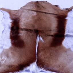 Springbok/Small Antelope Skin Rug. Full Authentic Hide. Leather Throws African Interior Decor Shipping Worldwide With Import Certificates - thumbnail 4