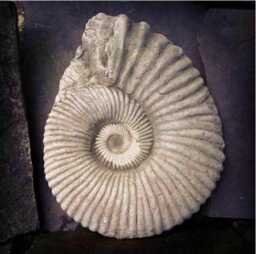Large Ammonite Fossil Stone Statue - Ancient Dinosaur Outdoor Garden Ornament British Made Sculpture - thumbnail 3