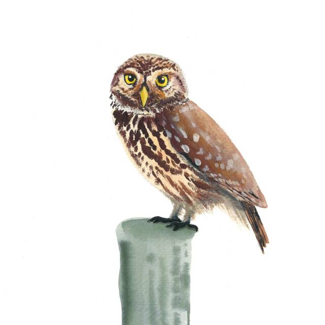 Art Print With Little Owl, Bird Portrait, Art Owls, Art, Printed Owl On The Wall - image 1