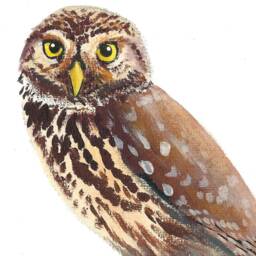 Art Print With Little Owl, Bird Portrait, Art Owls, Art, Printed Owl On The Wall - thumbnail 2