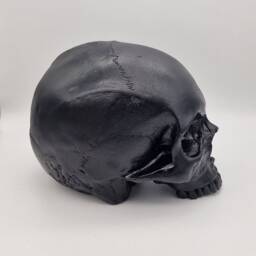 Black Skull. Plaster Of Paris Life Size Human Skull Replica - thumbnail 4