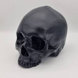 Black Skull. Plaster Of Paris Life Size Human Skull Replica - thumbnail 2