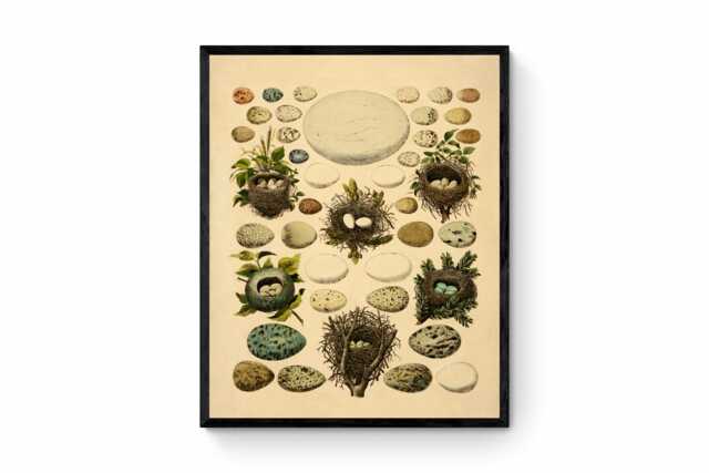 Birds Eggs Antique Print - Dated 1846 Reproduction Available Framed - image 1