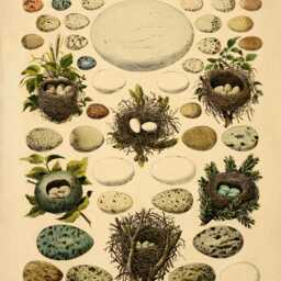 Birds Eggs Antique Print - Dated 1846 Reproduction Available Framed - thumbnail 2