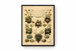 Birds Eggs Antique Print - Dated 1846 Reproduction Available Framed