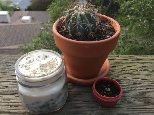 Limited Time Only Fresh Scented Creosote Candles - image 1
