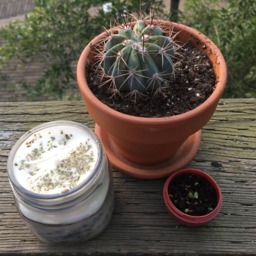 Limited Time Only Fresh Scented Creosote Candles - thumbnail 3