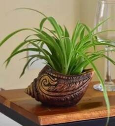 Terracotta Shankh Planters - Set Of 2 - thumbnail 3