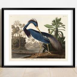 Audubon Blue Heron Print Vintage Wildlife Art Poster - thumbnail 2