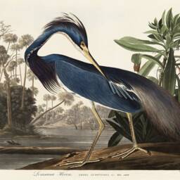 Audubon Blue Heron Print Vintage Wildlife Art Poster - thumbnail 3
