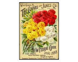 Antique Seed Catalog Print, 5 X 7, Floral Ephemera, 1898 Garden Wall Art, Hanging, Home Decor, Botanical Decoration, Packet, 16-9 - thumbnail 1